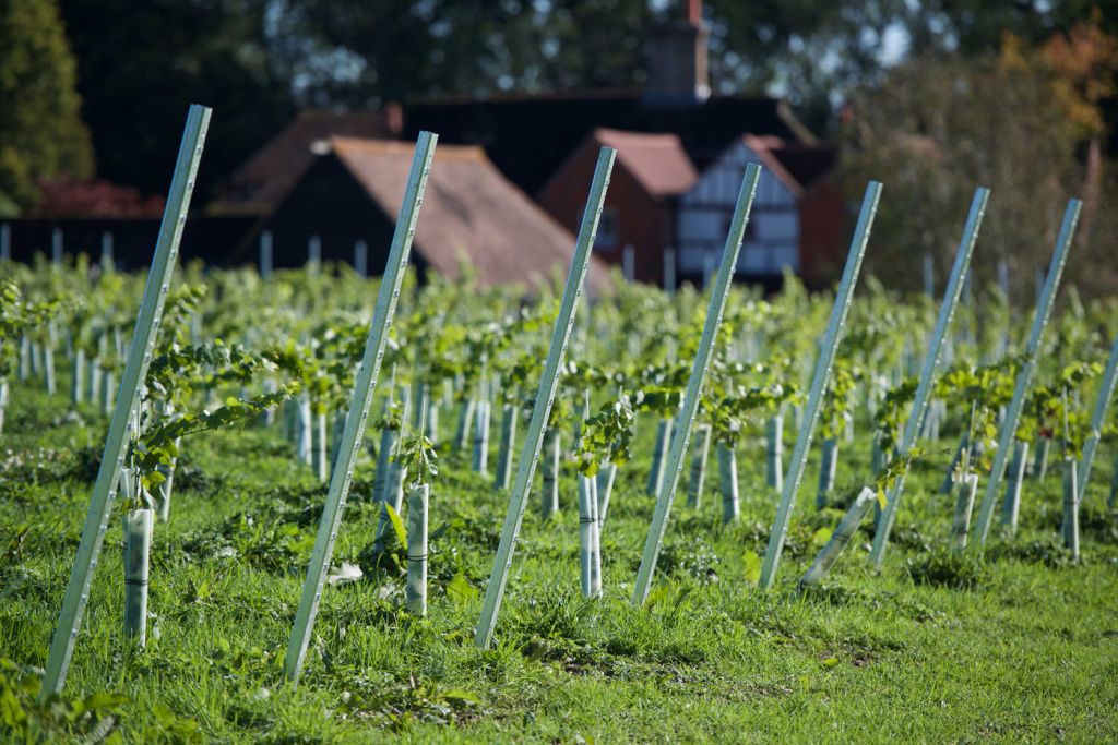 Growing in the Right Direction at Dillions Vineyard in West Sussex 3