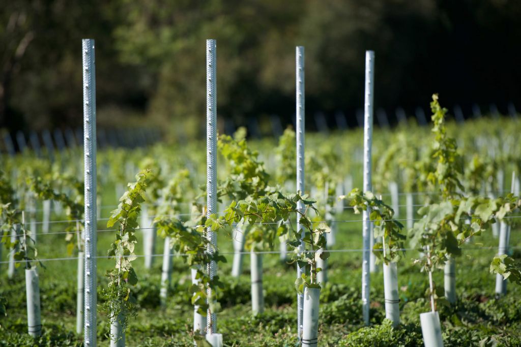Growing in the Right Direction at Dillions Vineyard in West Sussex 4