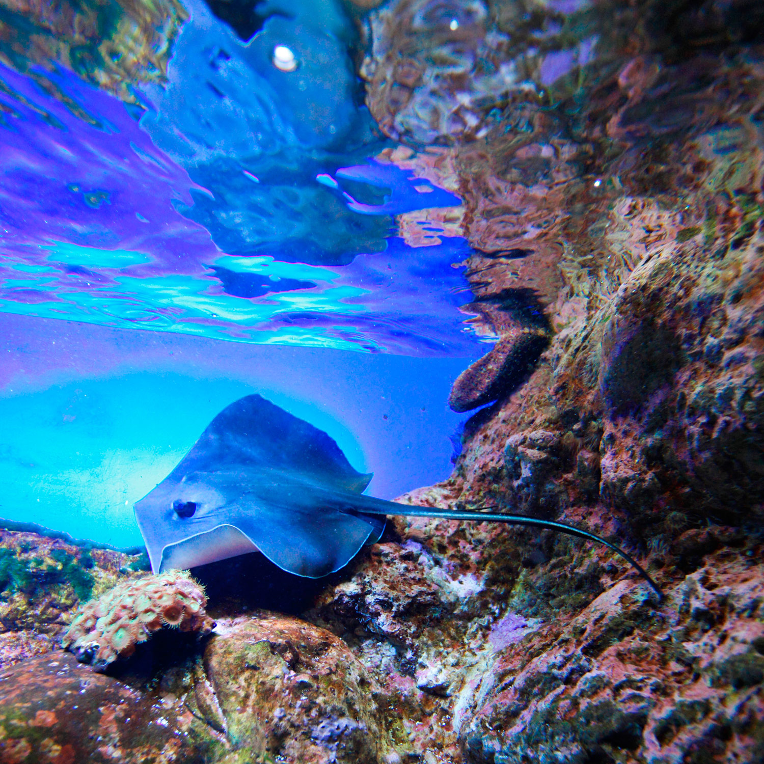 The Top Five Dive Sites In The Islands Of Tahiti