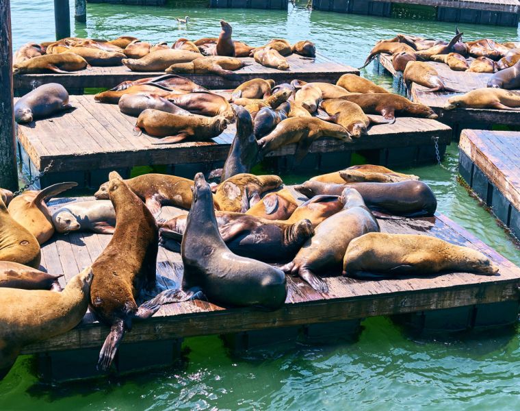 San Francisco Celebrates the 30th Anniversary of the Iconic Sea Lions' Arrival