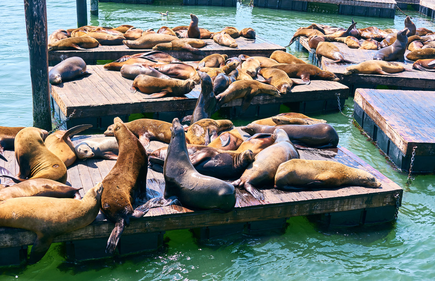 Statues To Celebrate Of 30 Years Of The Sea Lions On PIER 39