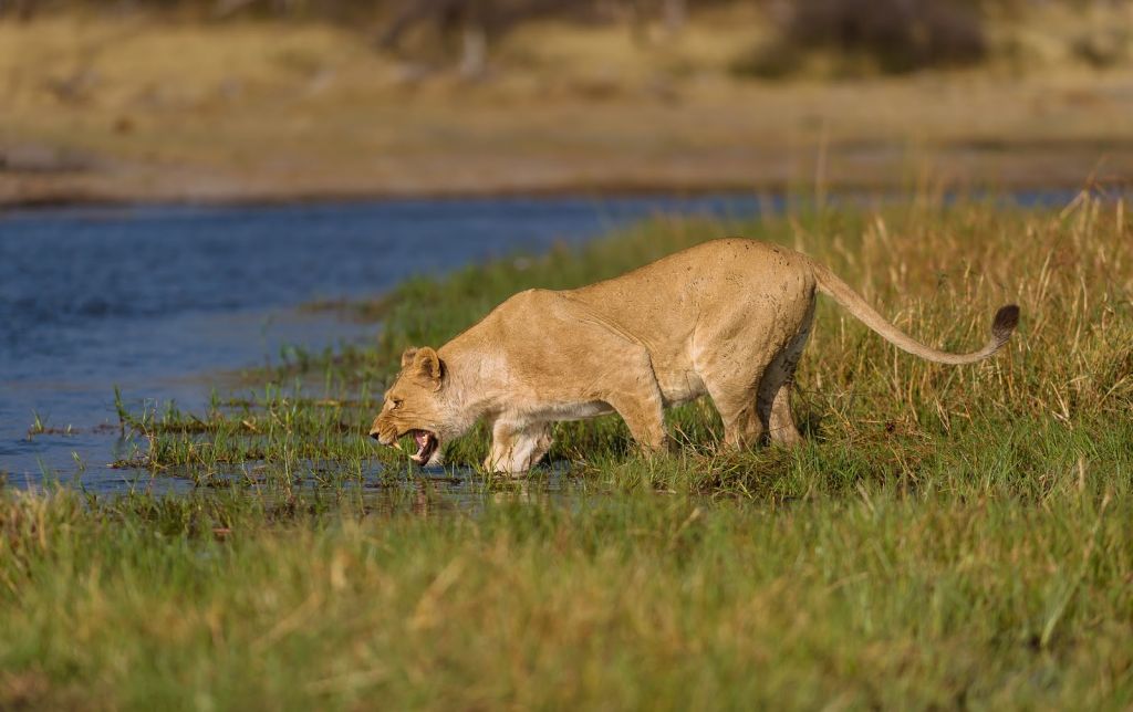 Machaba Safaris