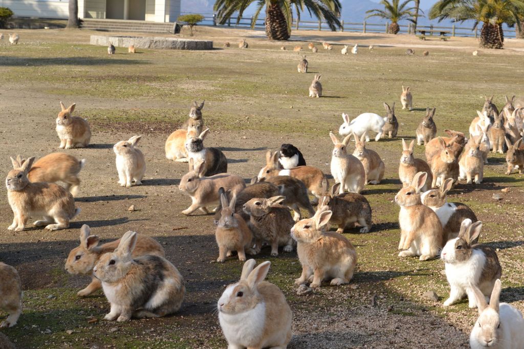 Rabbits on Okunoshima Island, Hiroshima, Japan