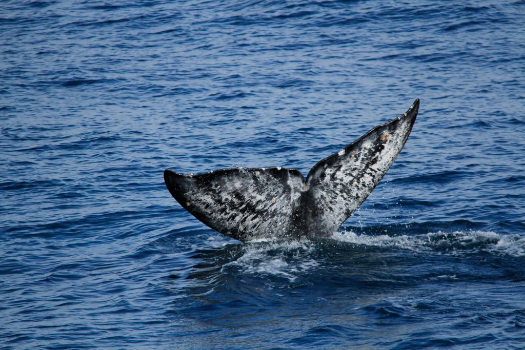 Whale watching – Dana Point, California