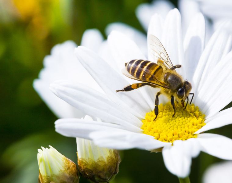 Attract bees by planting flowers rich in nectar and pollen
