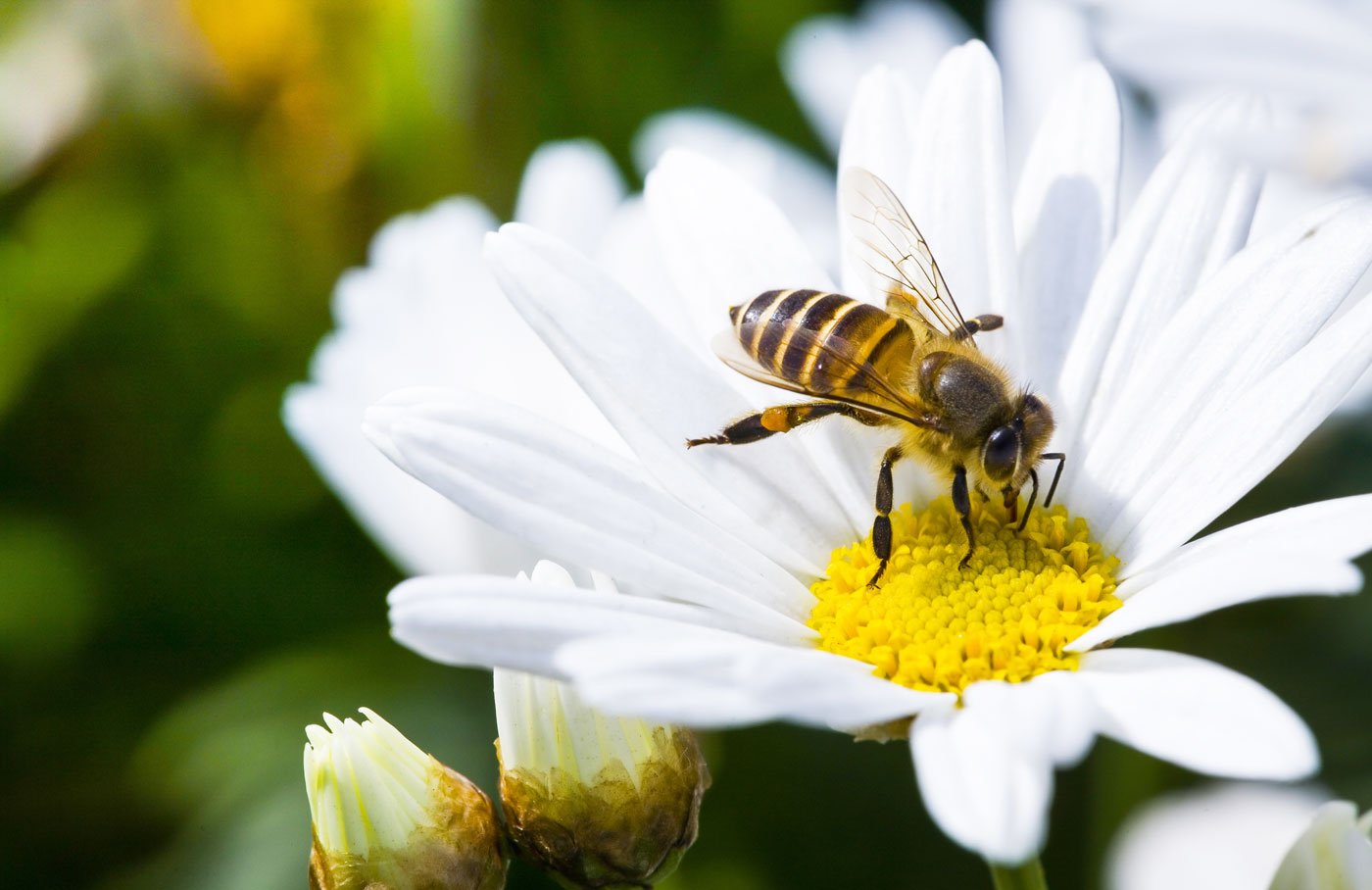 A Note From Provence: Make Your Garden A Haven For Bees, image size:1400x908
