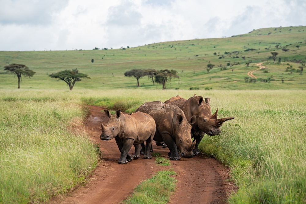 Lewa – Protecting Rhino and the Community in Kenya