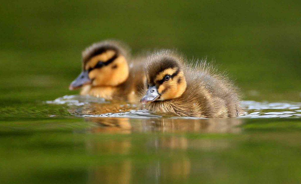 Ducklings at Martin Mere in Lancashire