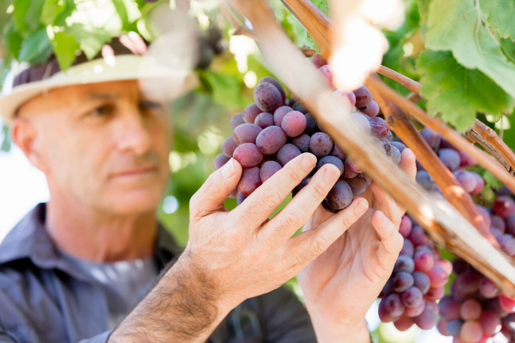 Octavian's Wine Cards Will Teach You The Secret To Wine Collecting