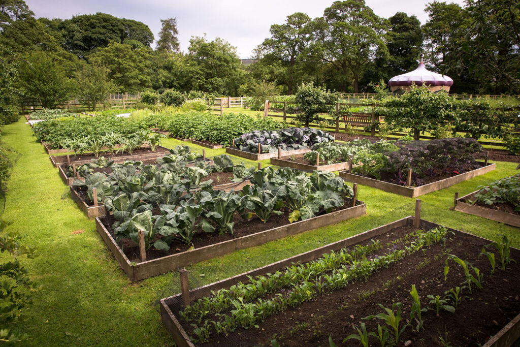 The Yorke Arms vegetable garden