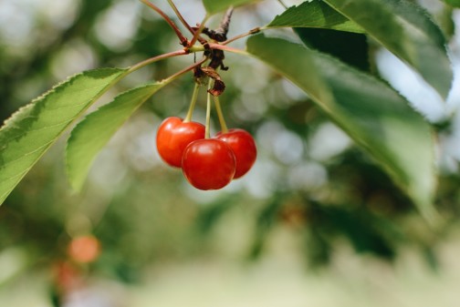 Montmorency cherries