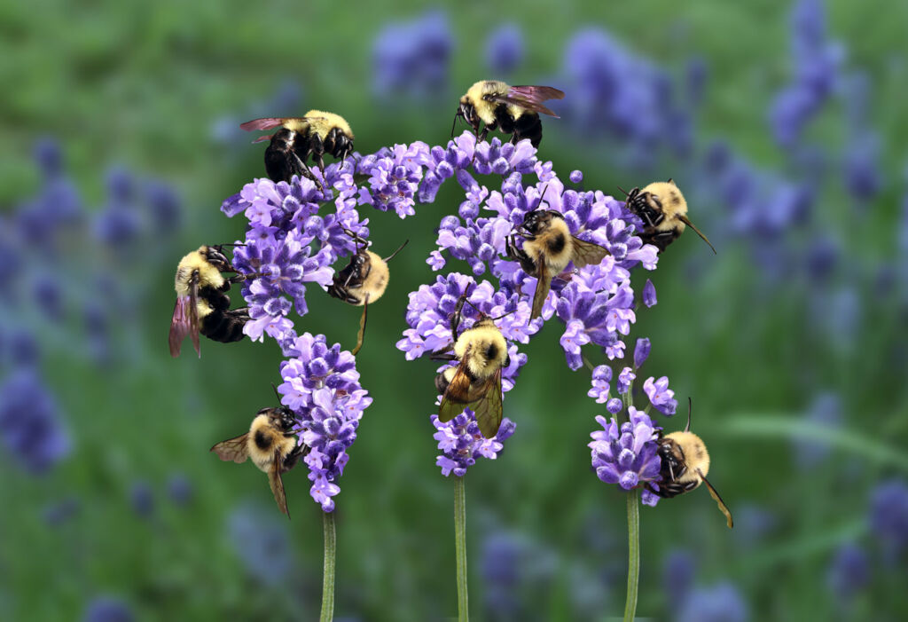 Beebombs are the Perfect Way to Spread Some Love this Spring