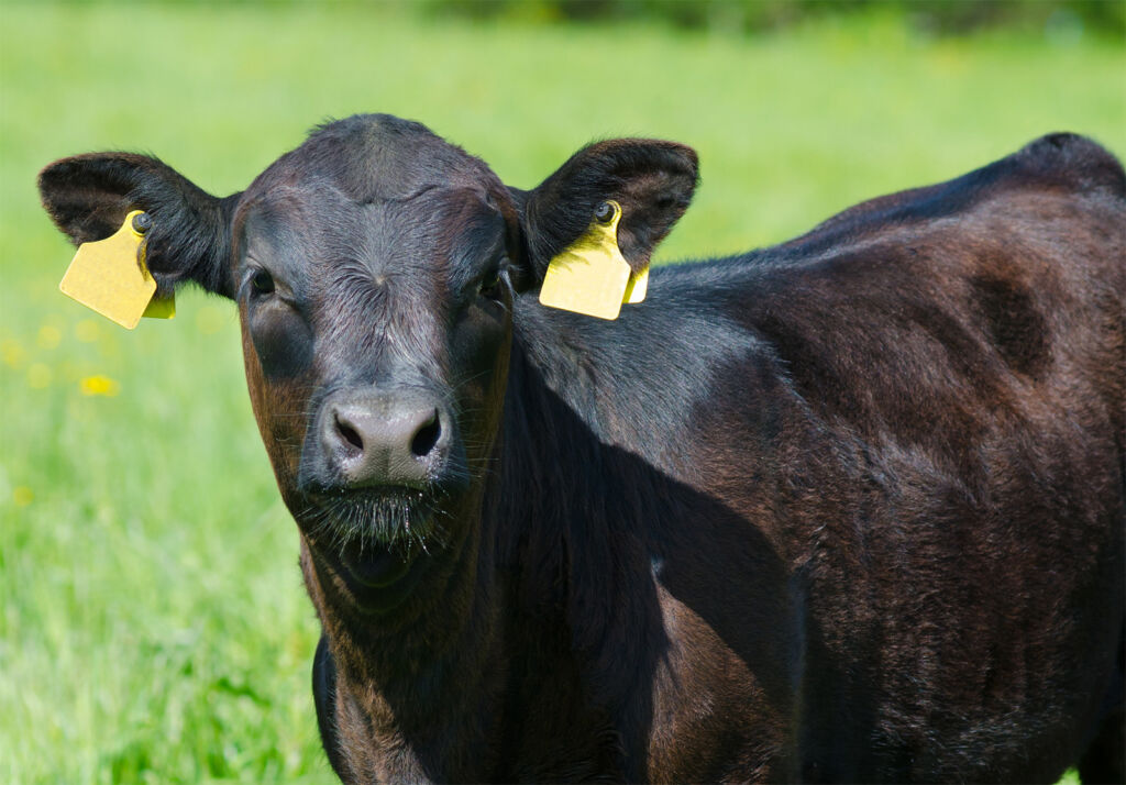 A young English black cow in a field