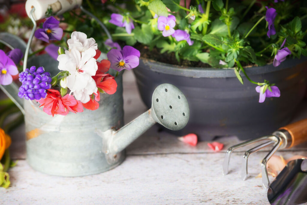 A metal watering can with fresh flowers in it