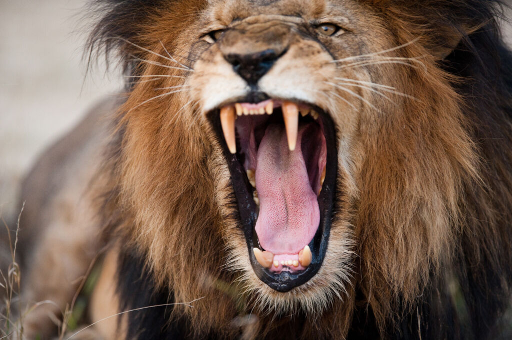 A male lion roaring