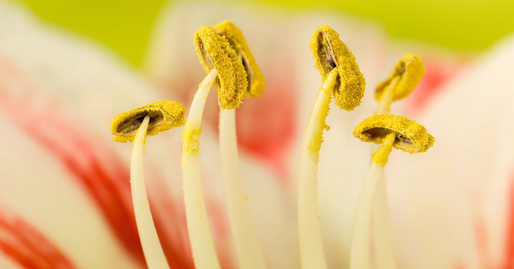 A large amount of pollen in a lilly plant