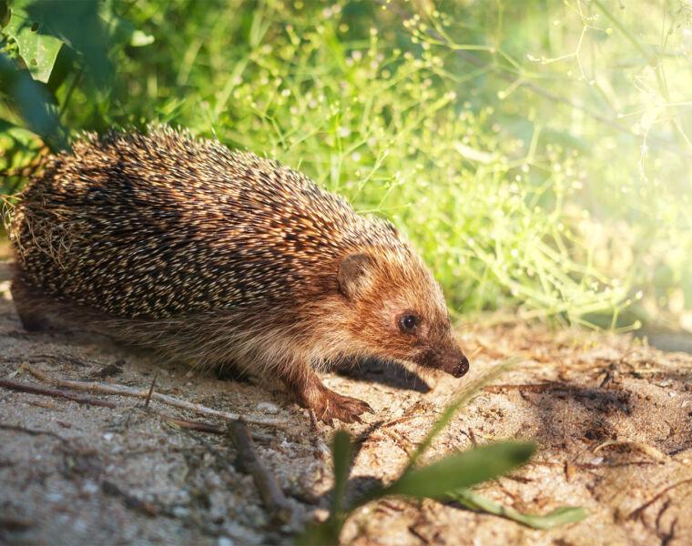 It is an honour to bring wildlife species such as hedgehogs into your garden
