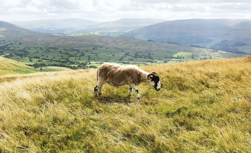 A sheep enjoying the grass and views up on the hills around Sedbergh