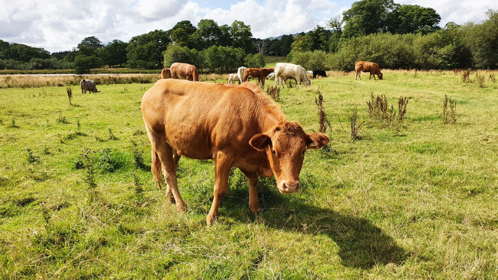 Cows grazing in Ambleside in the Lake District