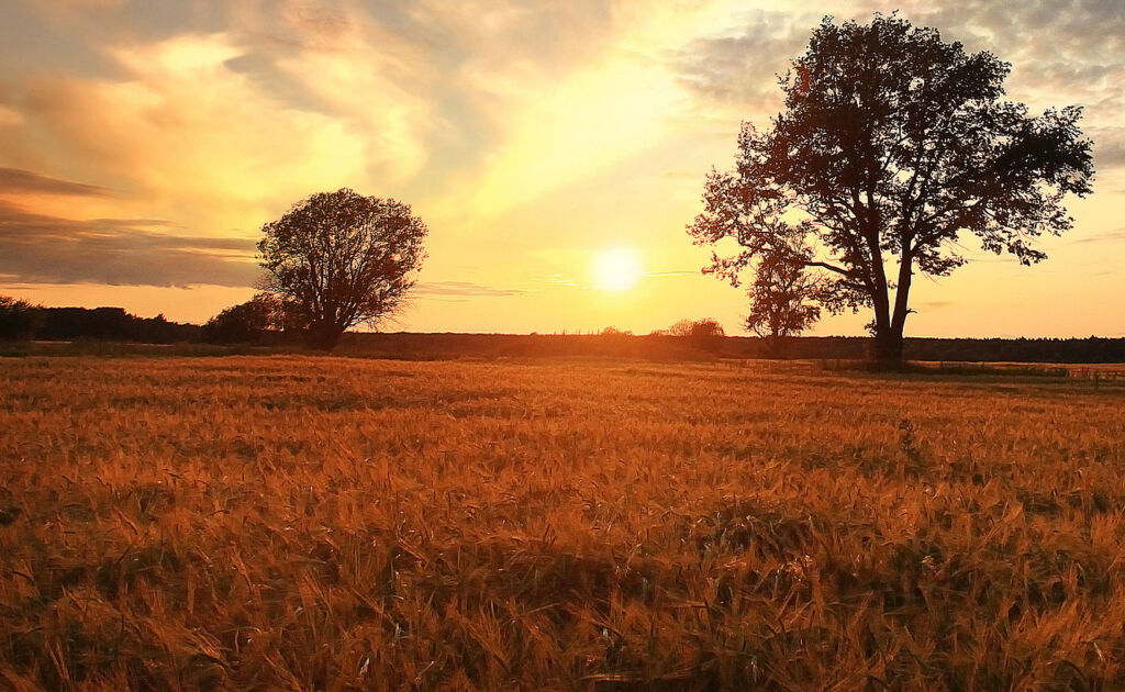 A field of Barley, photographed at sunset