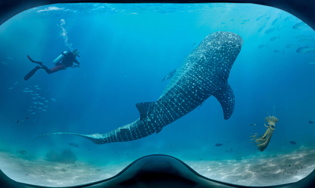 One of the things you can do in Qatar is swim with whale sharks