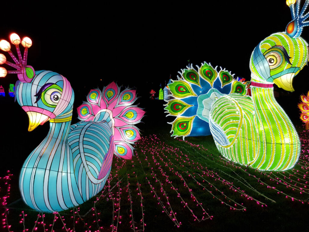 Two giant illuminated lanterns in the shape of ducks