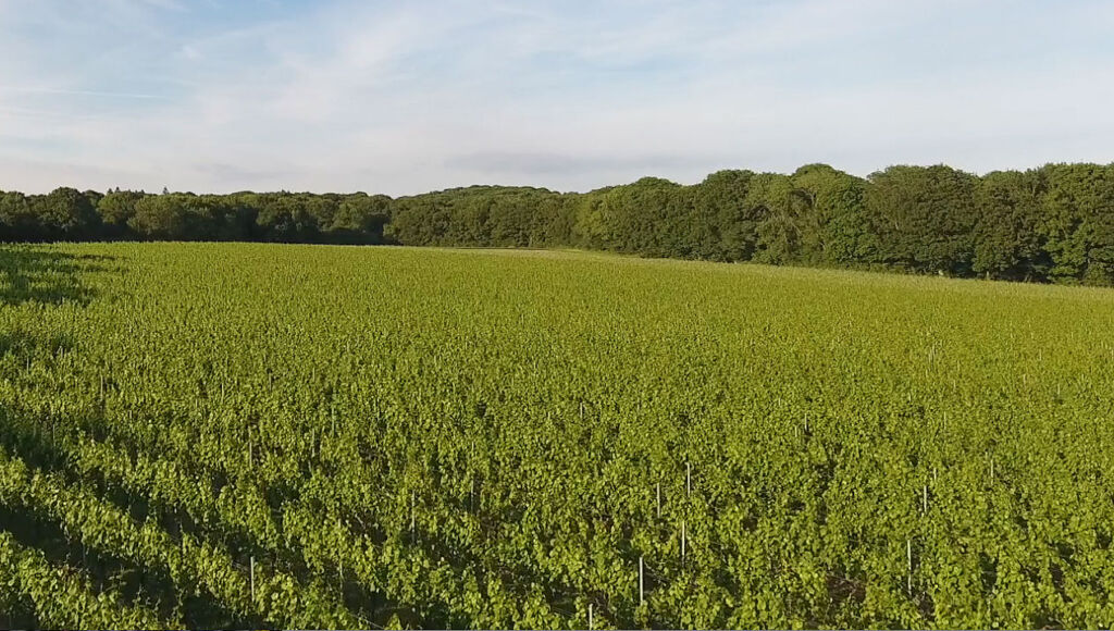 An elevated view over the extended vineyard in Kent