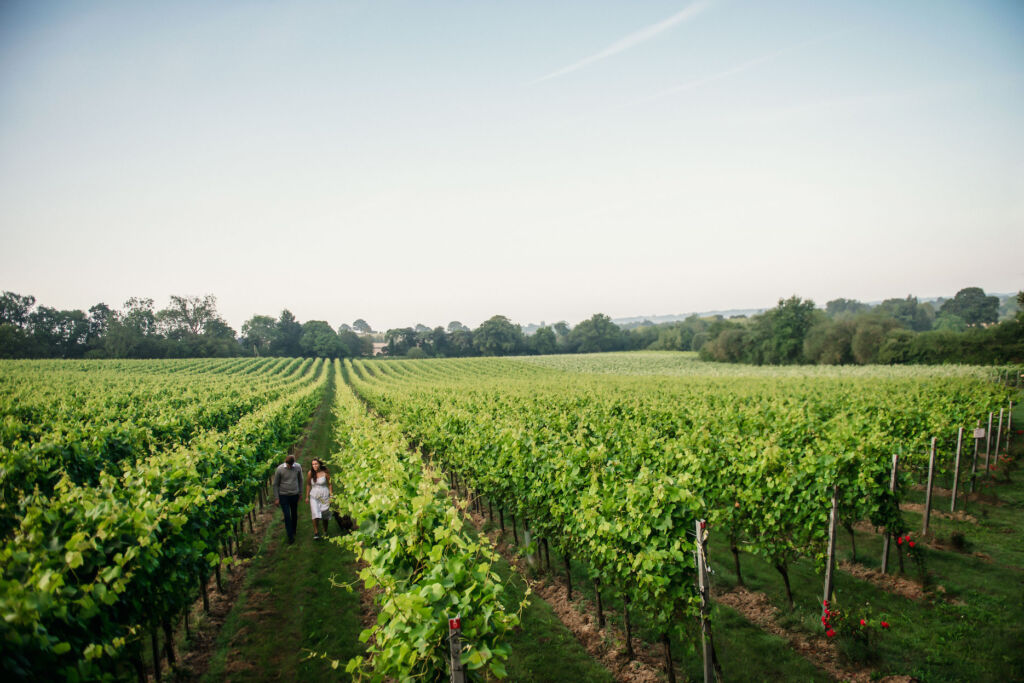 A couple taking a stroll between the vines in the Kent vineyard