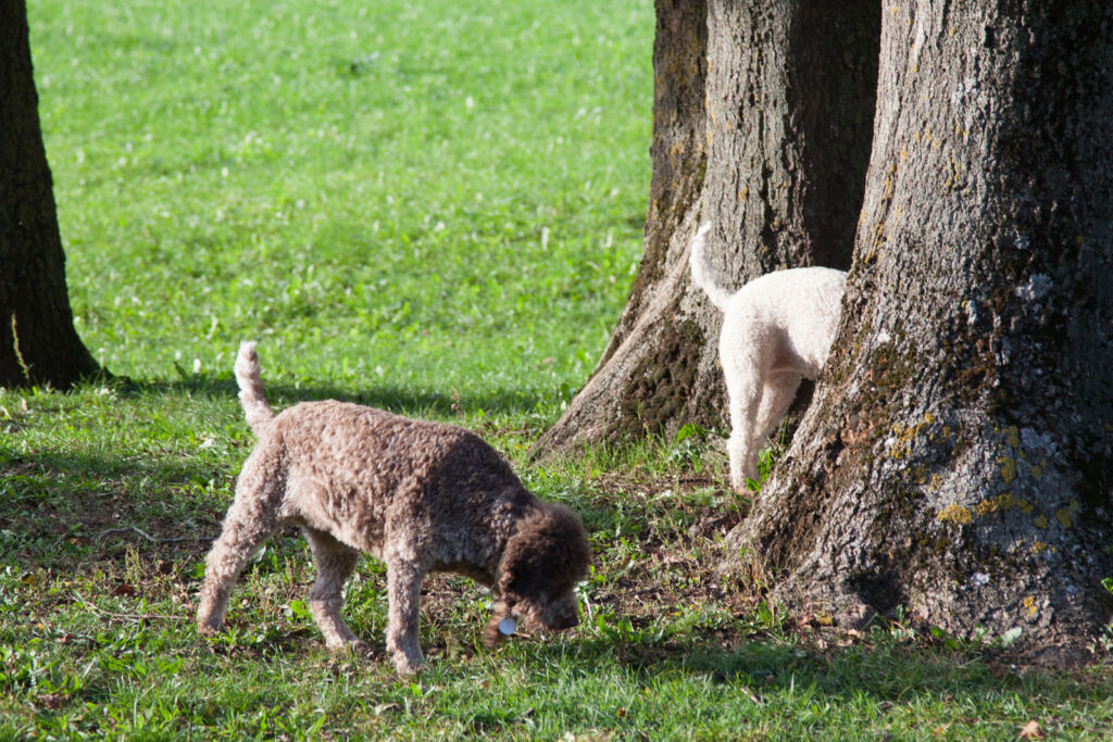 White truffle hunting with a couple of dogs