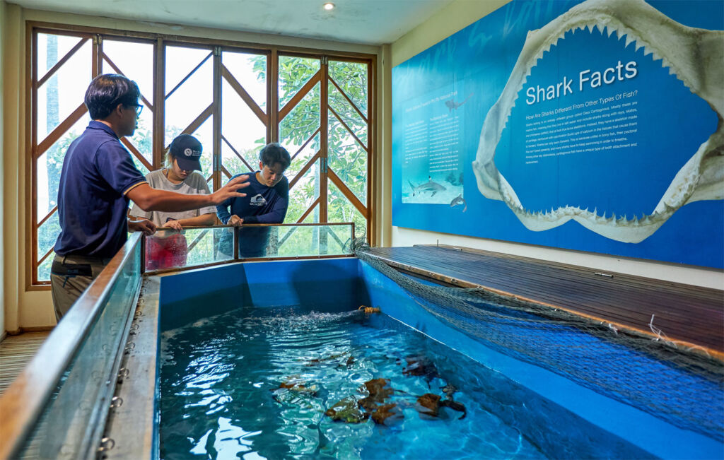 Bamboo Sharks at the the Marine Discovery Centre at SAii Phi Phi Island Village