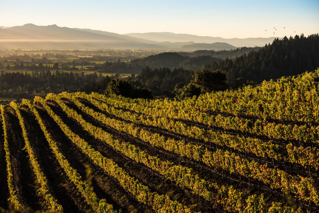 Sotheby's and Napa Valley Vintners Announce First-of-its-Kind Partnership