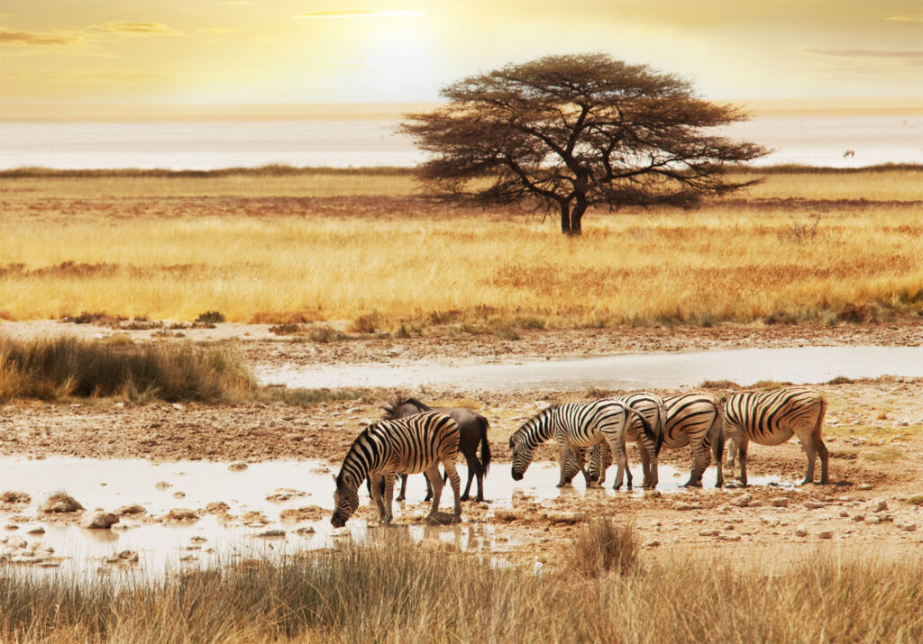 Zebras drinking from a watering hole in Africa