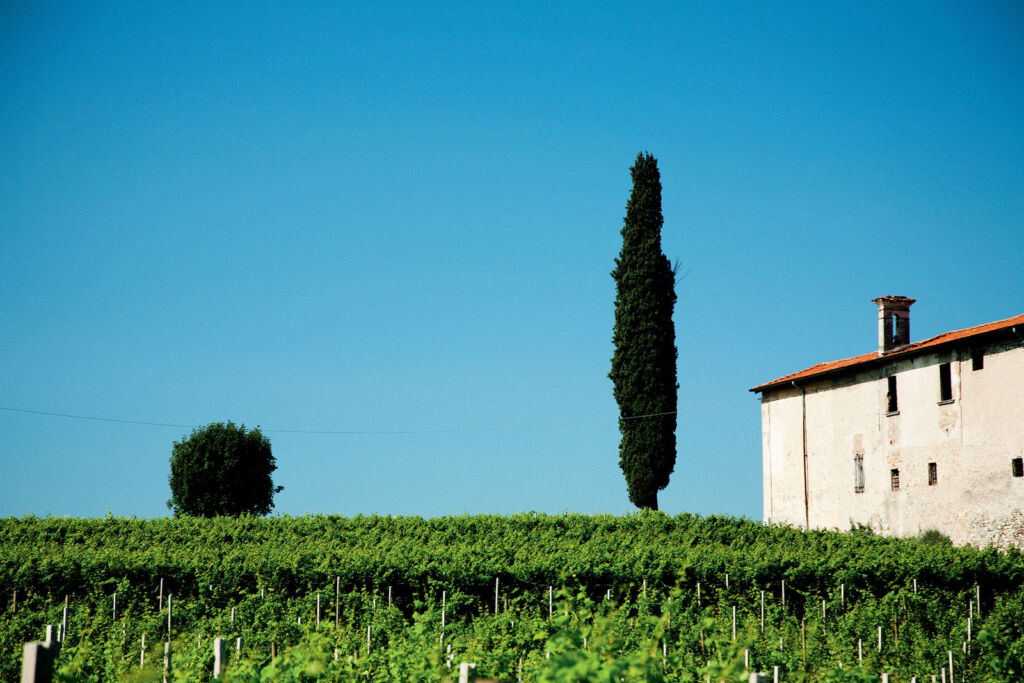 View over an Italian vineyard on a cloudless day