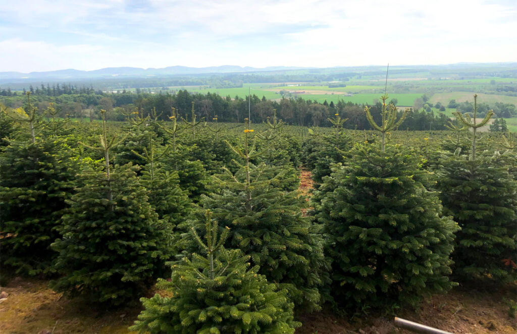 Christmas trees being grown in Scotland