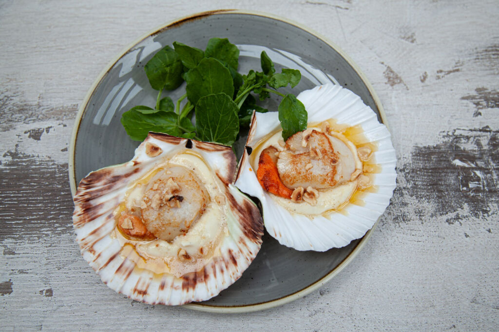 Scallops in their shells