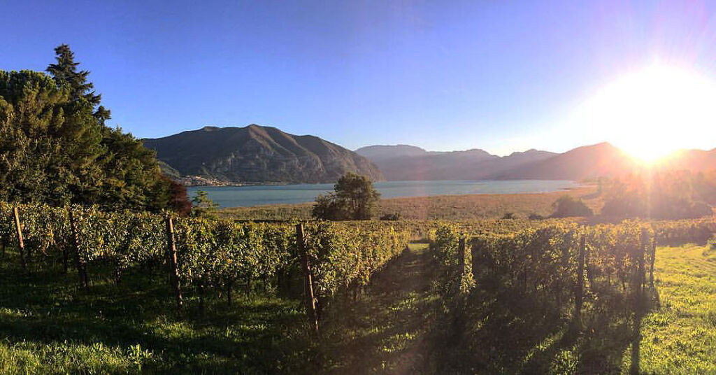 The Ricci Curbastro vineyard