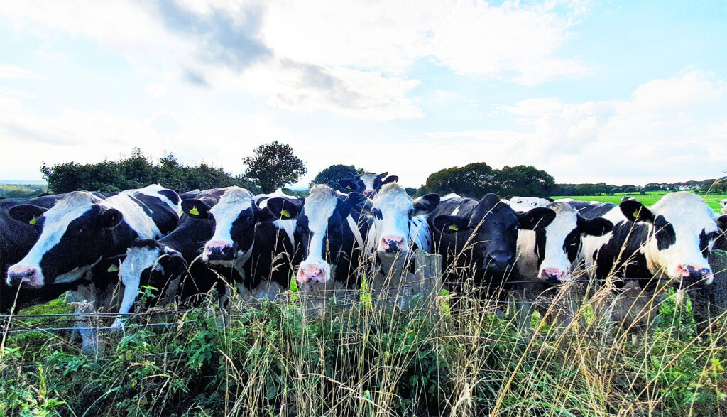 Dairy cows in a field in England