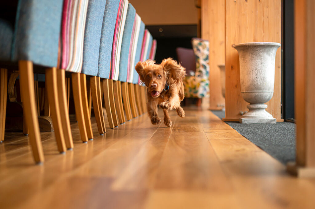 An excited dog running through one of the spacious lodges