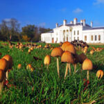 Mushrooms growing in front of Hylands House in Essex