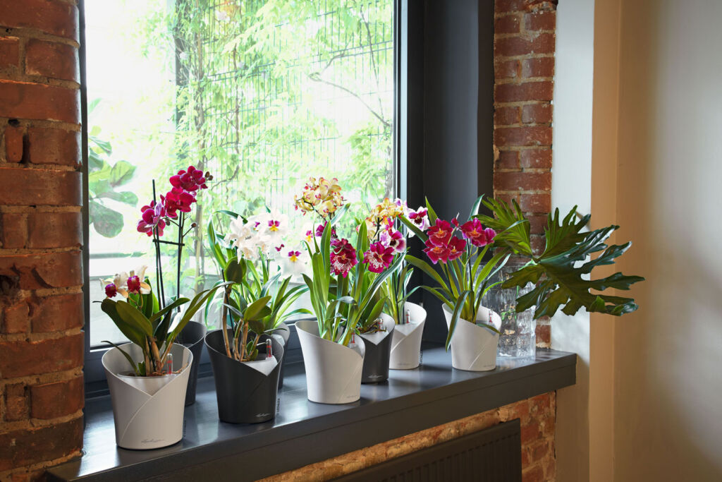 A row of potted orchids indoors on a window sill