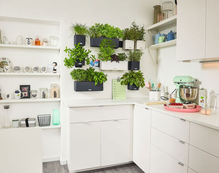 How Having Happy Houseplants Can Boost Your Health and Wellbeing