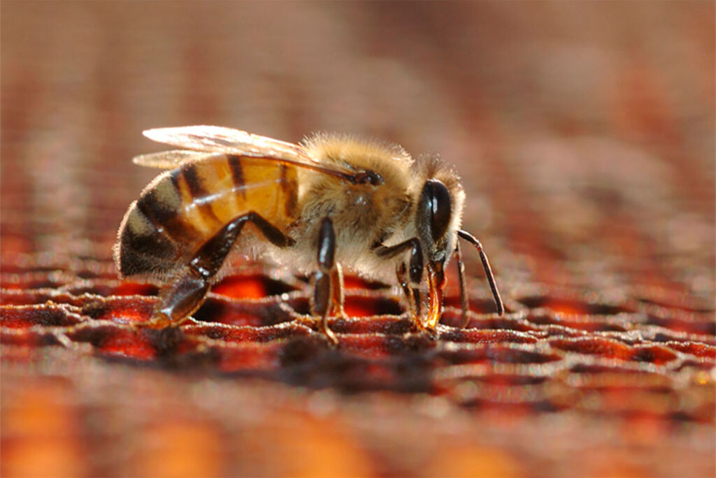 A honey bee maintaining a cell