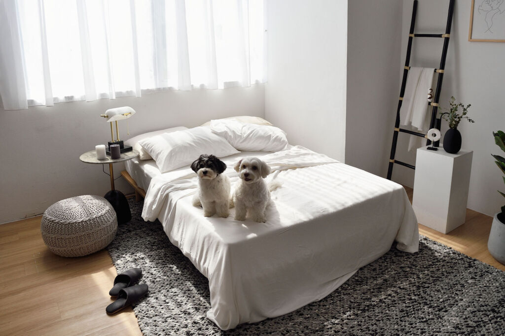 Two small dogs sitting on a bed