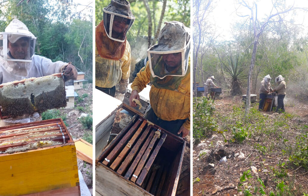 Bee keepers collecting honey from hives in a natural environment