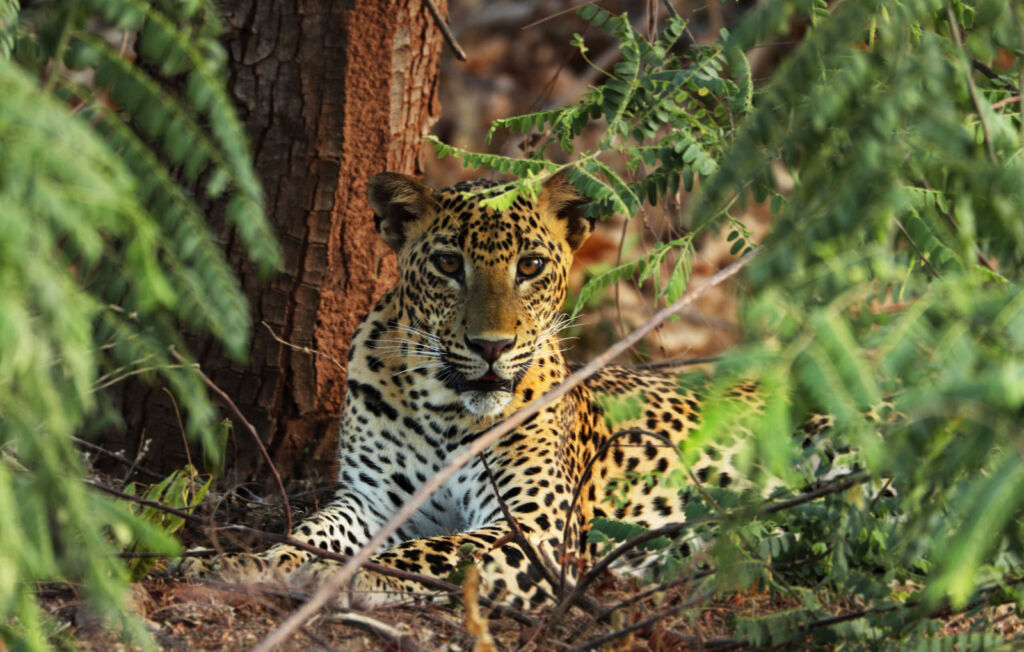 A leopard resting in the foliage in the Sri Lankan jungle