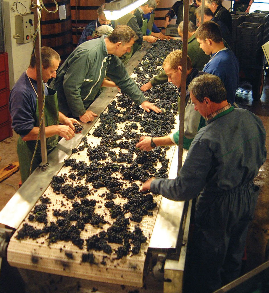 The team sorting the grapes at the Domaine