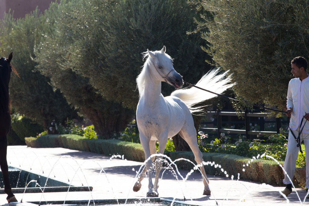 One of the white horses having fun by the hotel fountain