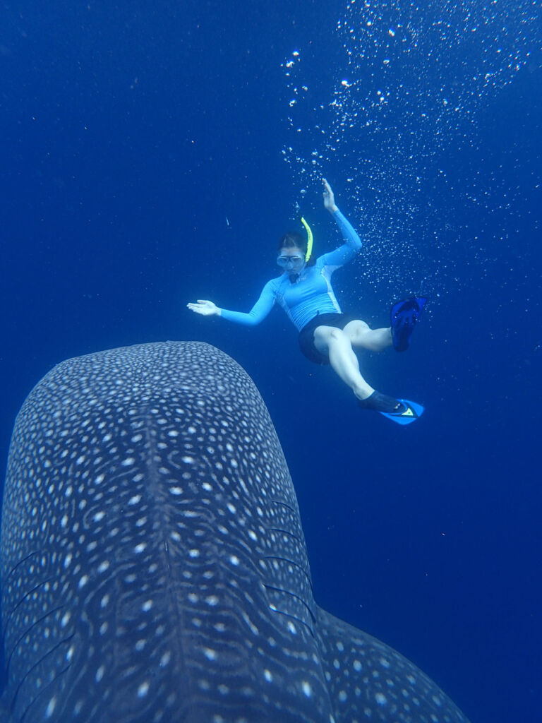 A woman snorkelling with a whale shark