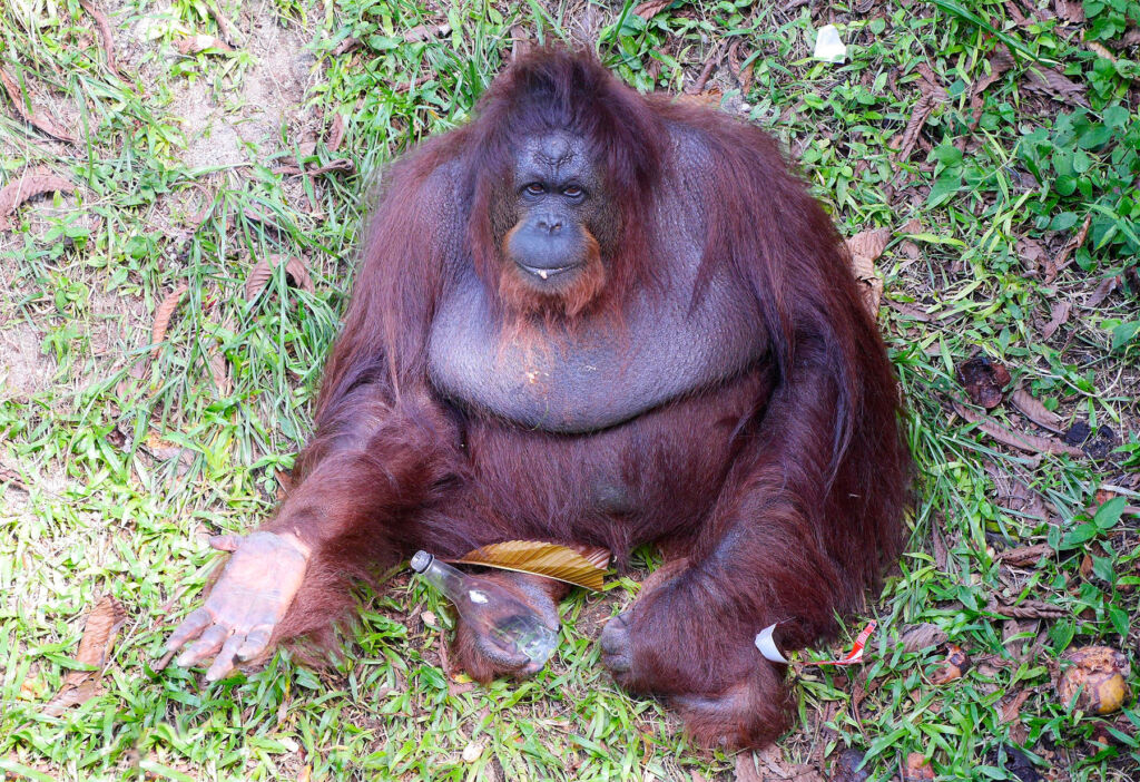 A photograph of a male Orang Utang in Malaysia