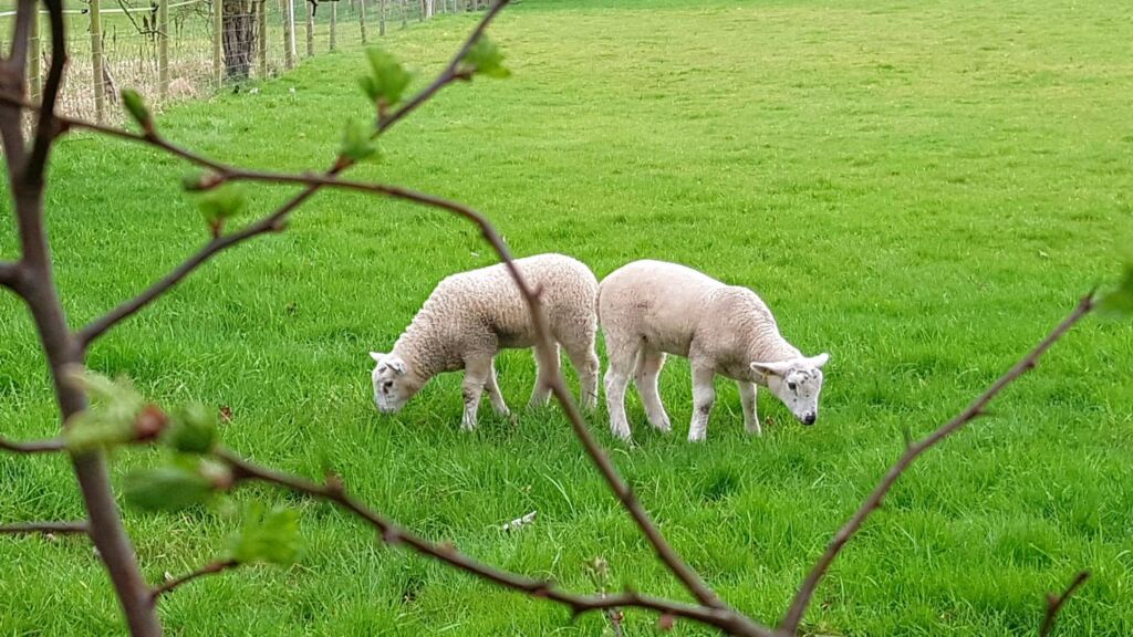Two lambs eating grass in a field